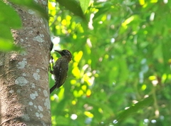 Picus vittatus