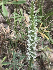 Platanthera elegans elegans
