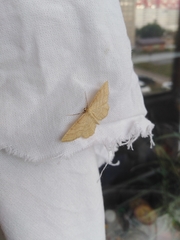 Idaea rufaria