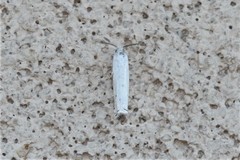Hystrichophora vestaliana