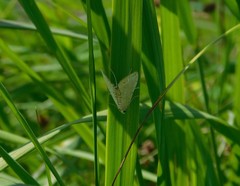 Elophila icciusalis