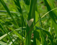 Elophila icciusalis