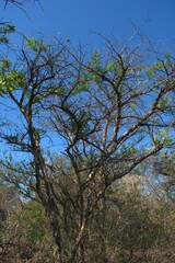 Acacia amboensis (Acacia amboensis)