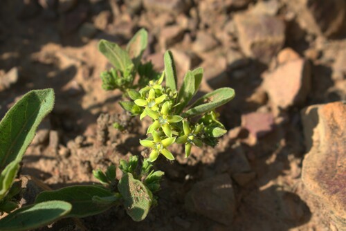Gousiekte Bush (Vangueria pygmaea)