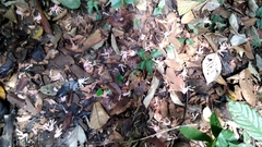Dipterocarpus