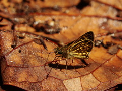 Dardarina dardaris