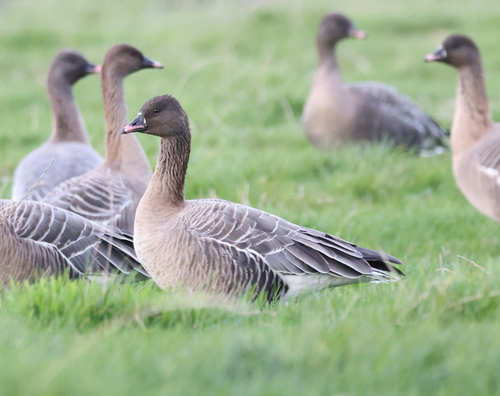 Ánsar piquicorto (Anser brachyrhynchus)