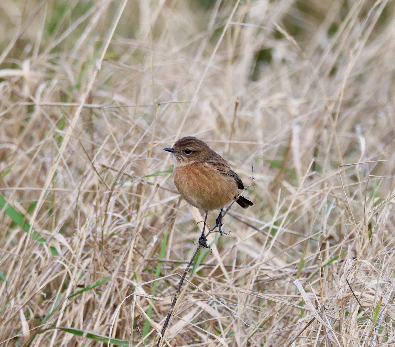 European Stonechat
