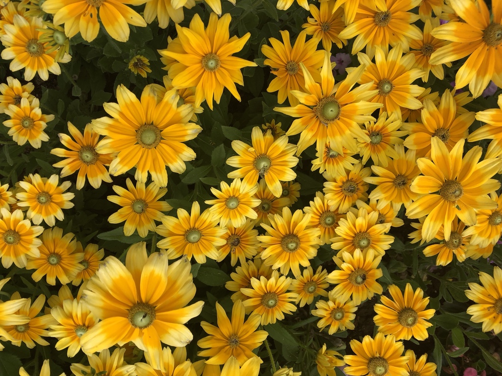 sunflowers, daisies, asters, and allies from Beijing, Beijing, Beijing