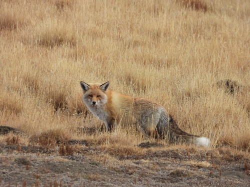 Red Fox
