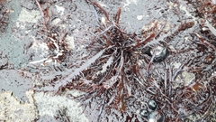 Chondracanthus chamissoi