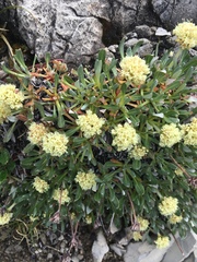 Eriogonum androsaceum