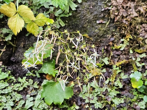 Saxifraga fortunei, photograph 1