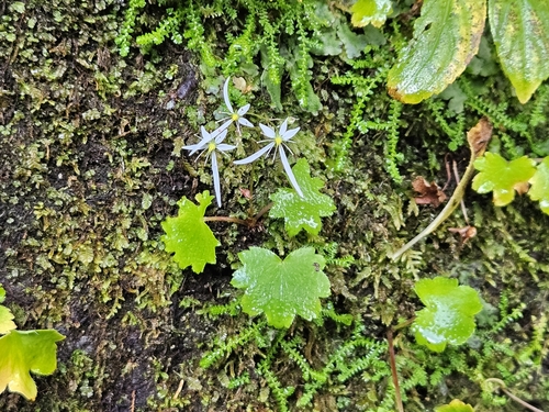 Saxifraga fortunei, photograph 2