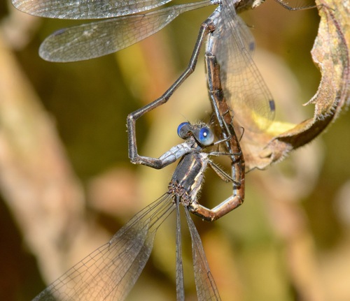 Spotted Spreadwing photo 4