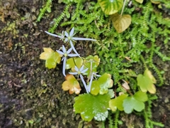 Saxifraga fortunei, photograph (c) Marc Riera, some rights reserved (CC BY)