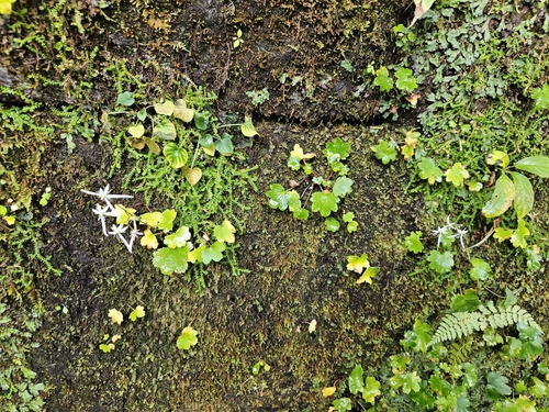 Saxifraga fortunei, photograph 5