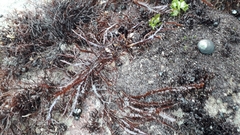 Chondracanthus chamissoi