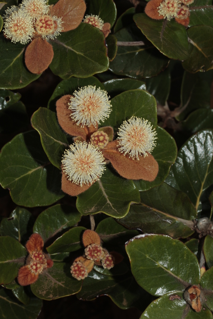 Codia triverticillata