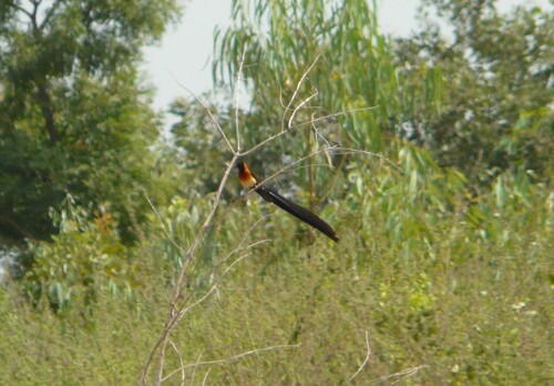 Sahel Paradise Whydah (Vidua orientalis), photo 3