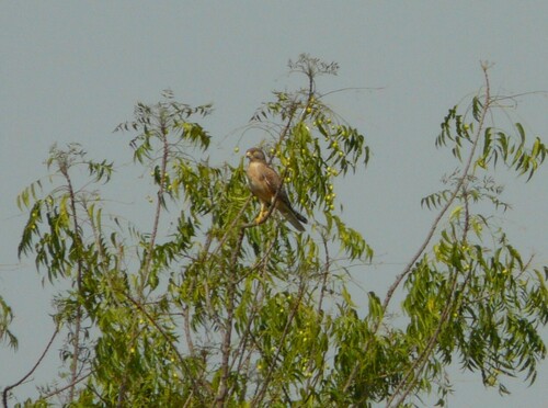 Grasshopper Buzzard (Butastur rufipennis), photo 7