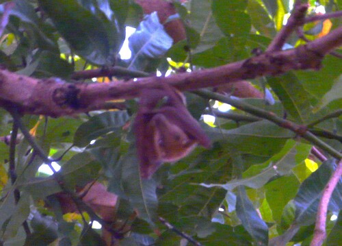 Gambian Epauletted Fruit Bat