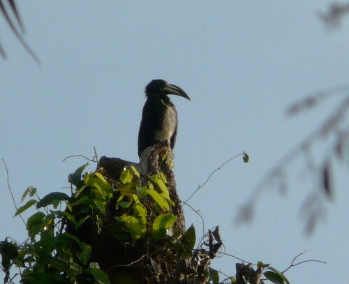West African Pied Hornbill (Lophoceros semifasciatus), photo 7