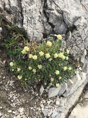 Eriogonum androsaceum