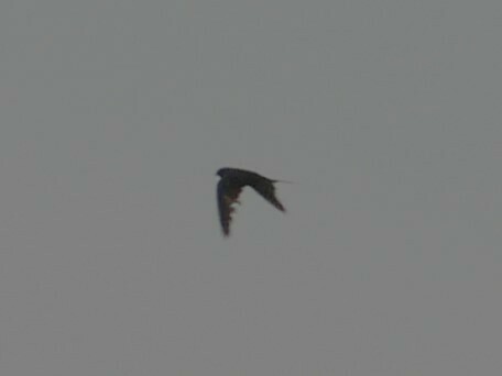 Fanti Saw-wing (Psalidoprocne obscura), photo 6