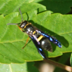Ancistrocerus unifasciatus