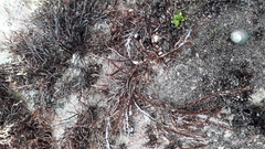 Chondracanthus chamissoi