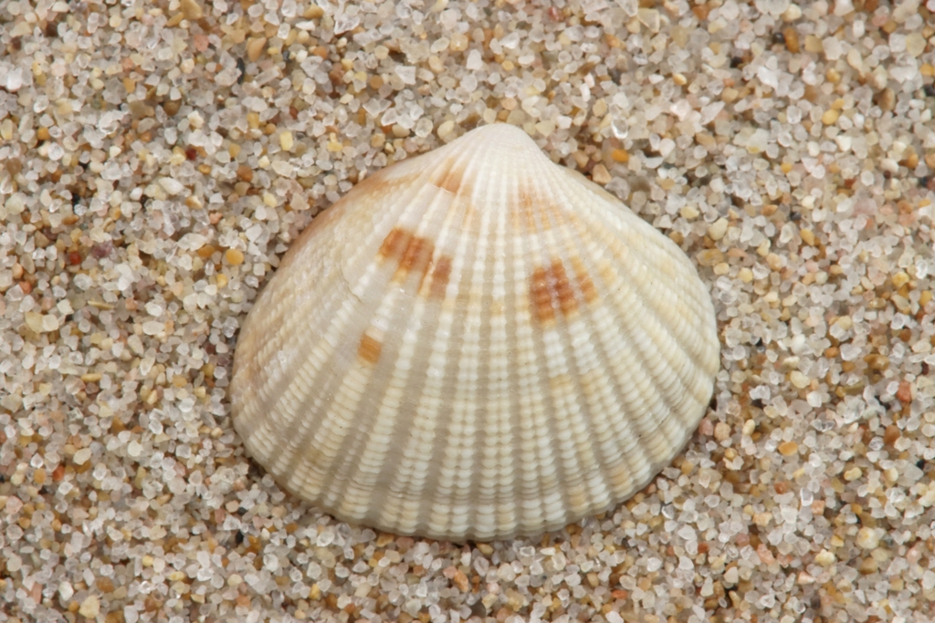 Oval Venus