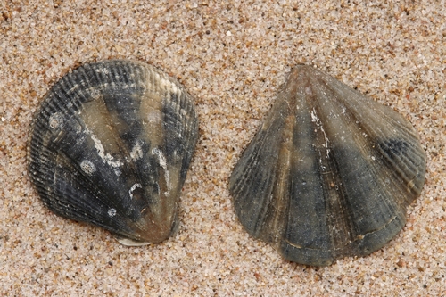 Pseudamussium clavatum, 2024-11-21