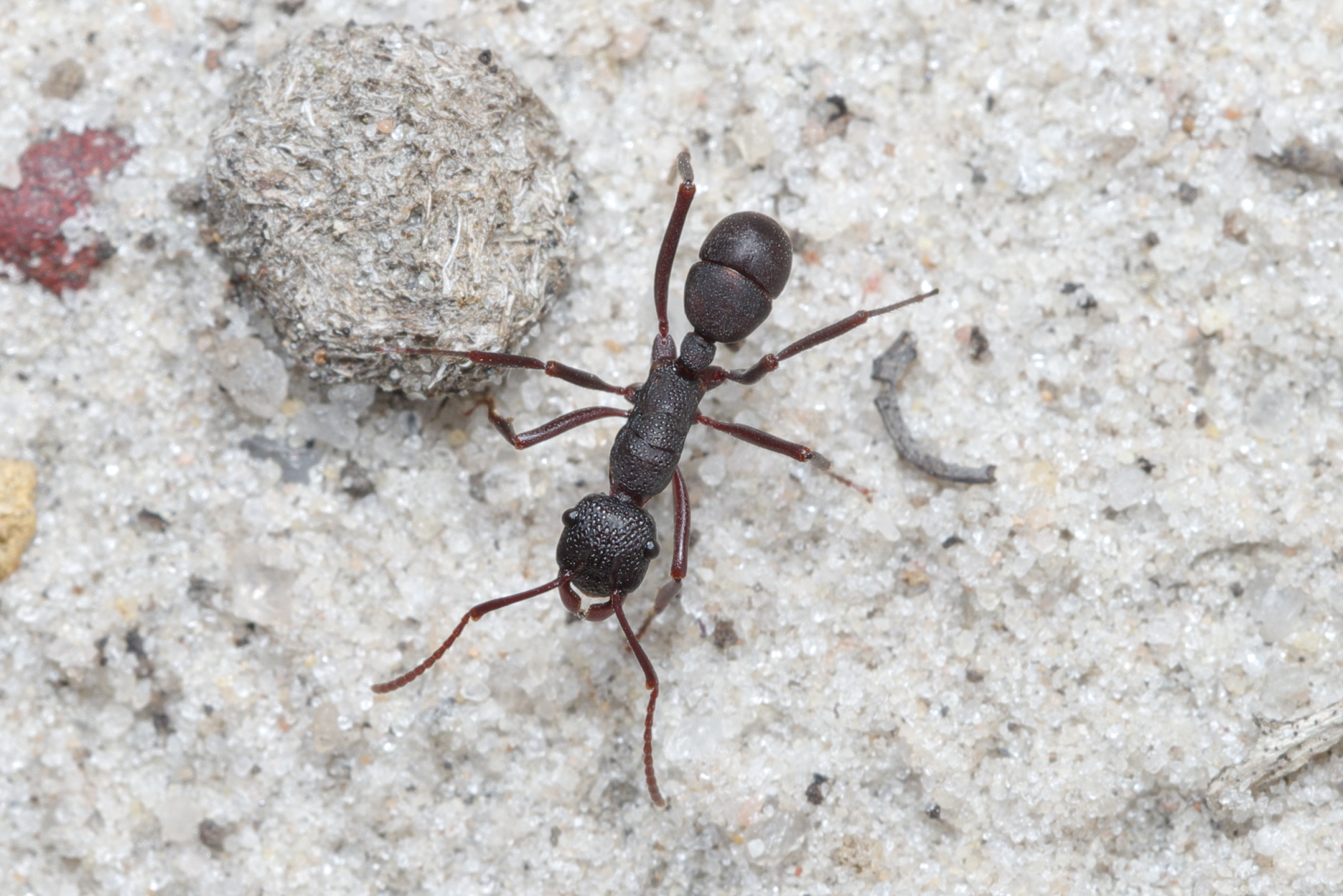 Rhytidoponera levior
