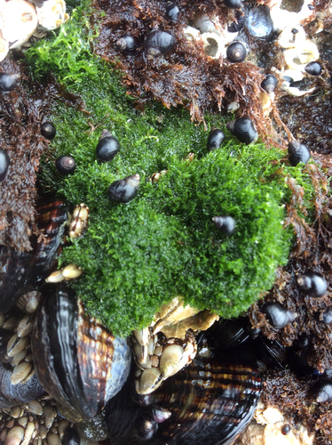 Green pin-cushion alga (Cladophora columbiana) · iNaturalist