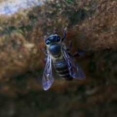 Apis mellifera unicolor