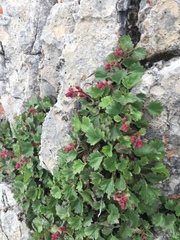 Telesonix heucheriformis