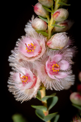 (c) Cal Wood, some rights reserved (CC BY) Verticordia albida, photograph (c) Cal Wood, some rights reserved (CC BY)