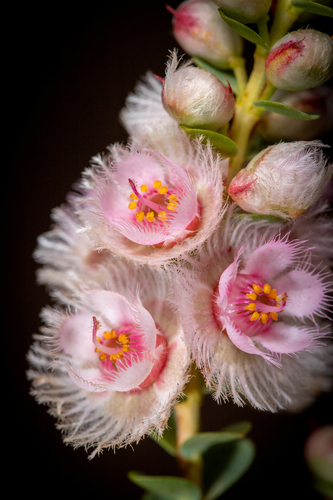 Verticordia albida, photograph 2