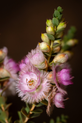 Verticordia albida, photograph 6