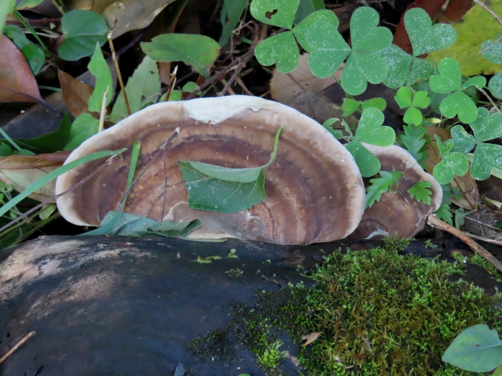 Trametes orientalis · November 2024 · photo: © mami_t_t (iNaturalist, cc-by)