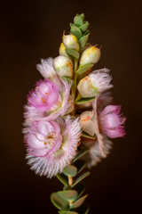 (c) Cal Wood, some rights reserved (CC BY) Verticordia albida, photograph (c) Cal Wood, some rights reserved (CC BY)
