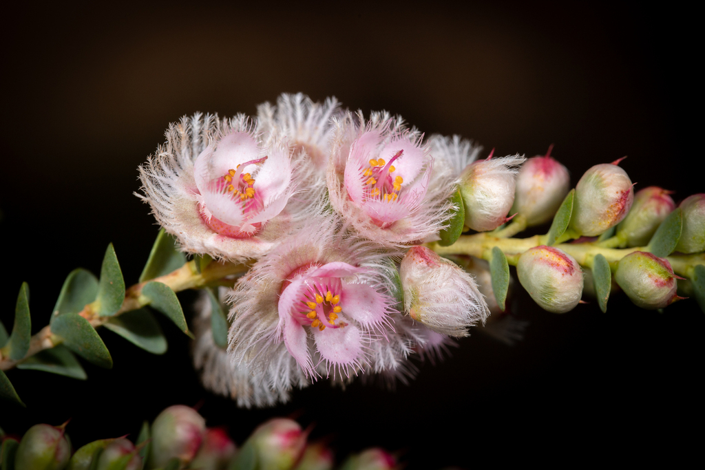 Verticordia albida; photograph (c) Cal Wood, some rights reserved (CC BY)