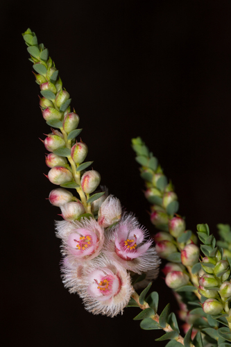 Verticordia albida