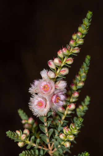 Verticordia albida, photograph 4