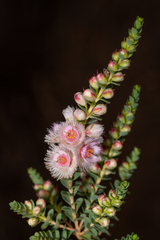 (c) Cal Wood, some rights reserved (CC BY) Verticordia albida, photograph (c) Cal Wood, some rights reserved (CC BY)
