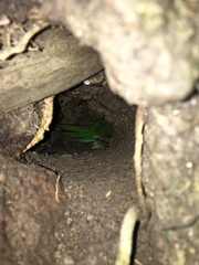 Cyanoramphus auriceps