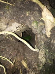 Cyanoramphus auriceps