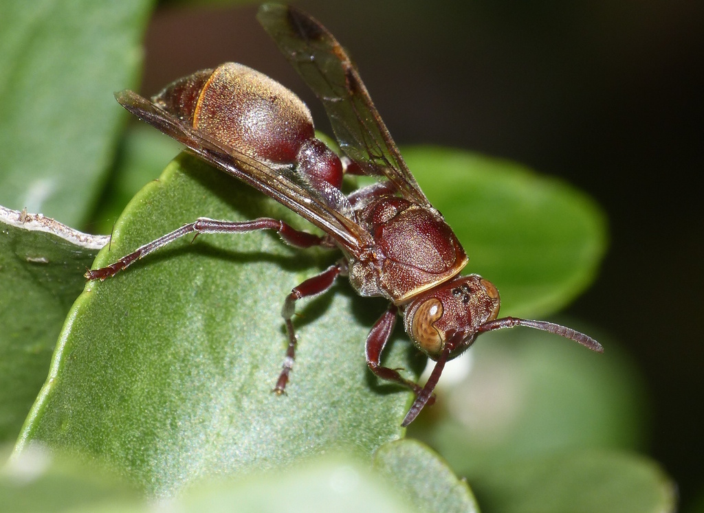 Ropalidia distigma