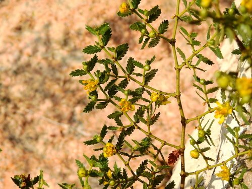 Image of Larrea nitida by (c) Guillermo Debandi, some rights reserved (CC BY)